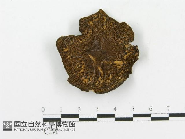 登錄號:F0014585藏品圖，第1張