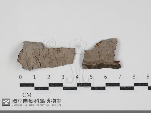 登錄號:F0034585藏品圖，第1張