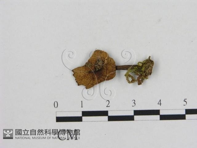 小菇屬藏品圖，第1張