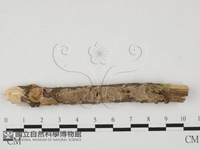 登錄號:F0027585藏品圖，第1張