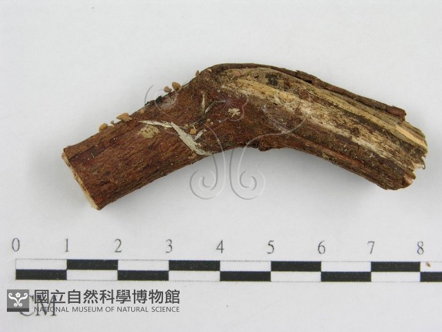 登錄號:F0007585藏品圖，第1張