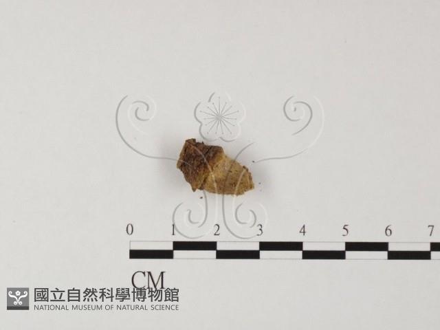 登錄號:F0025585藏品圖，第1張