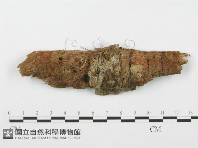 登錄號:F0005585藏品圖，第1張