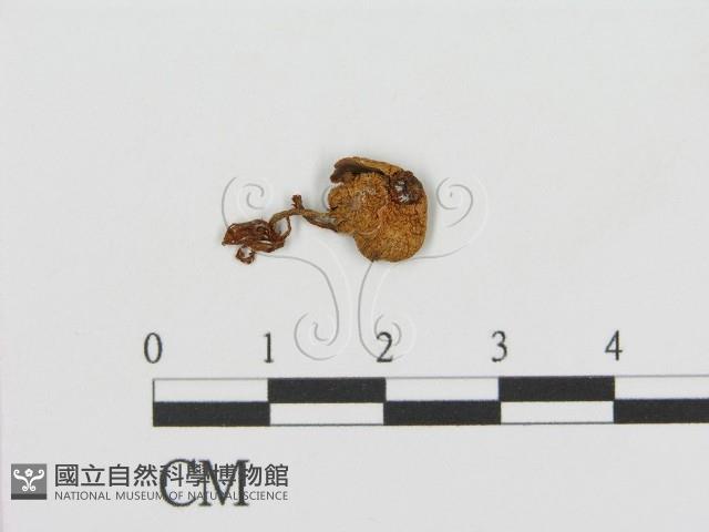 登錄號:F0015585藏品圖，第1張