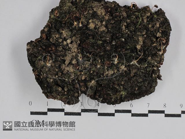 登錄號:F0029585藏品圖，第1張