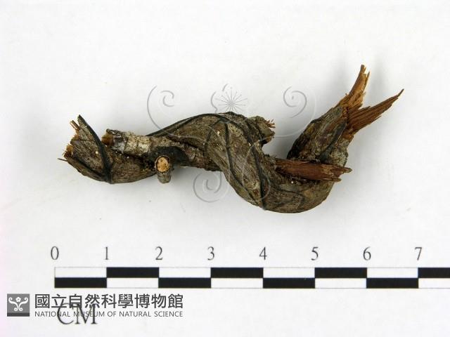 登錄號:F0019585藏品圖，第1張