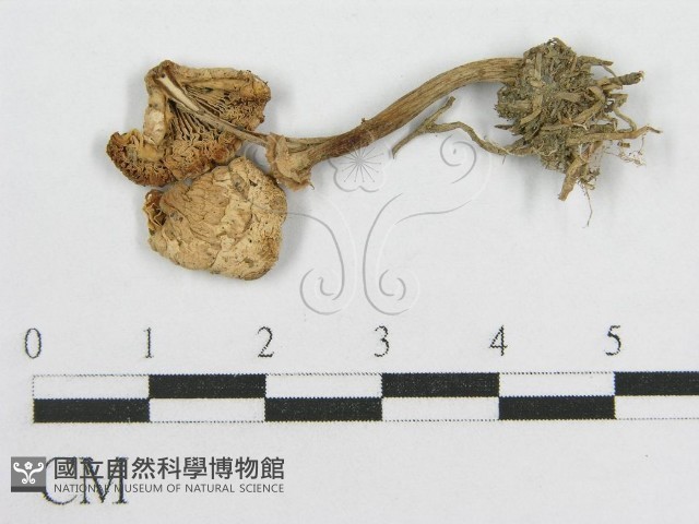登錄號:F0003585藏品圖，第1張