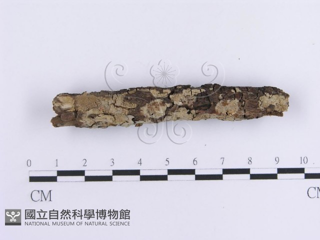 登錄號:F0013585藏品圖，第1張