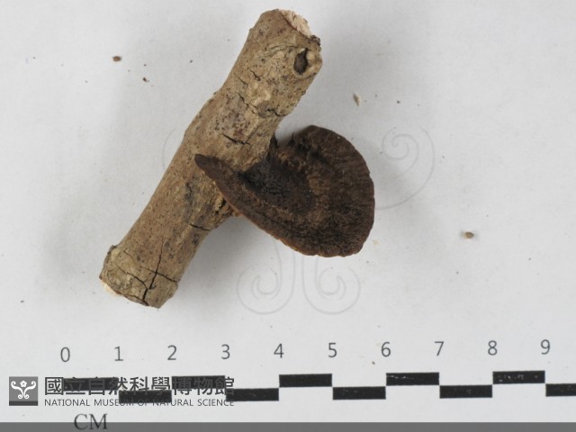登錄號:F0033585藏品圖，第1張