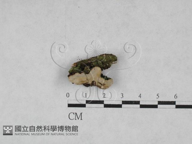 登錄號:F0028185藏品圖，第1張