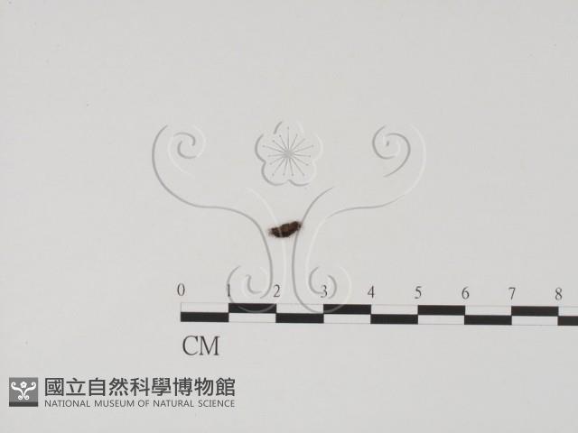 登錄號:F0020185藏品圖，第1張