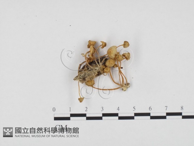 登錄號:F0024185藏品圖，第1張
