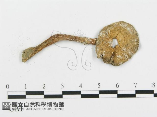 蘑菇藏品圖，第1張