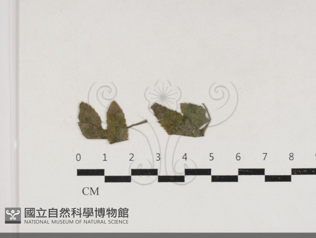 登錄號:F0034185藏品圖，第1張