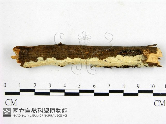 登錄號:F0022185藏品圖，第1張
