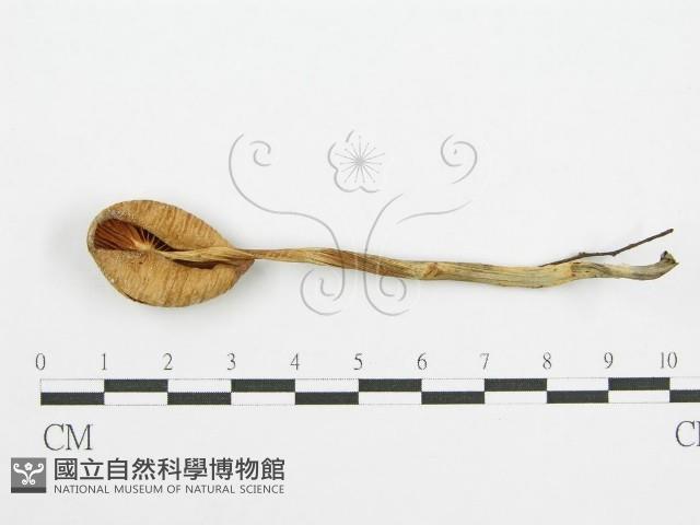 登錄號:F0002185藏品圖，第1張