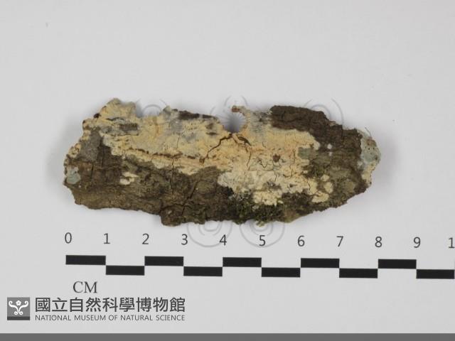 絲齒菌屬藏品圖，第1張