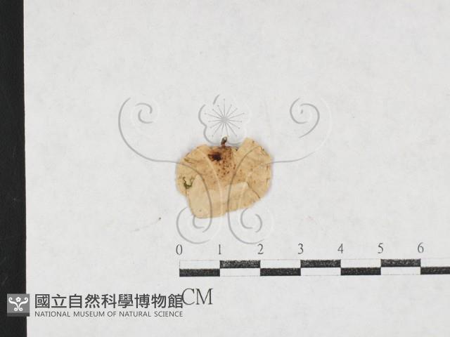 登錄號:F0027185藏品圖，第1張