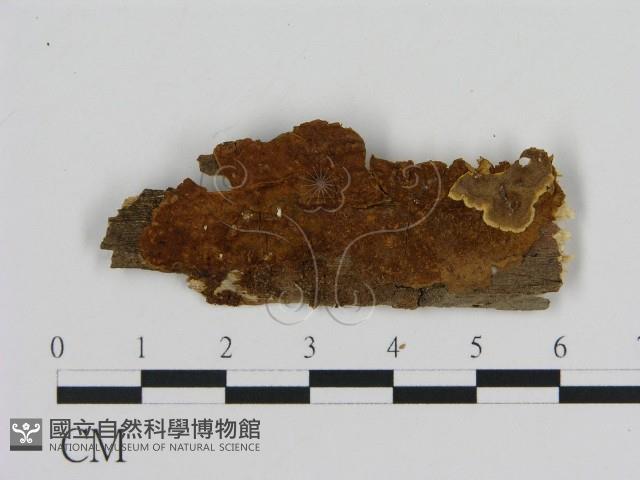 登錄號:F0007185藏品圖，第1張