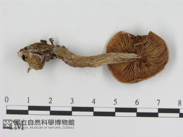 登錄號:F0017185藏品圖，第1張