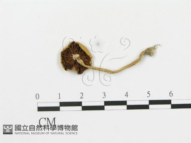 登錄號:F0005185藏品圖，第1張