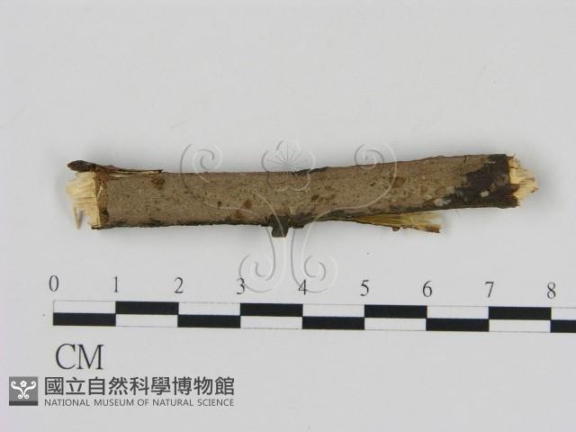 刺革菌屬藏品圖，第1張