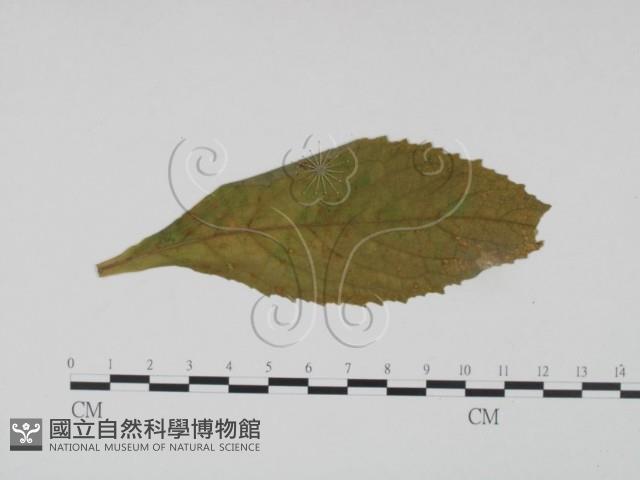登錄號:F0019185藏品圖，第1張