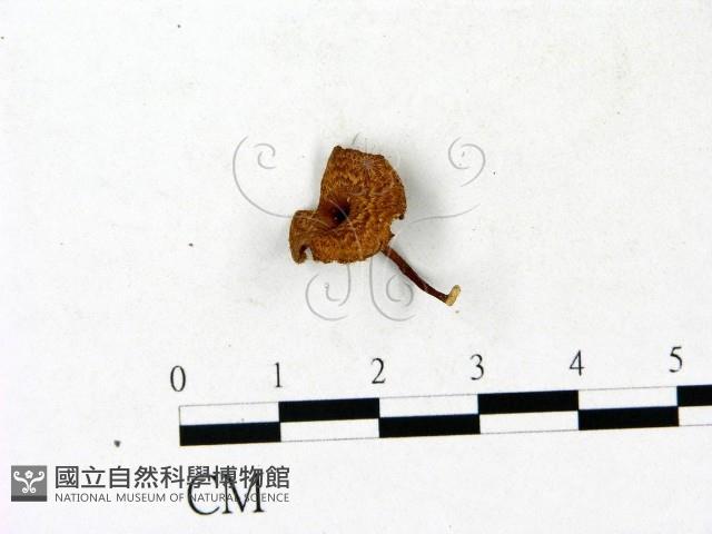 登錄號:F0023185藏品圖，第1張