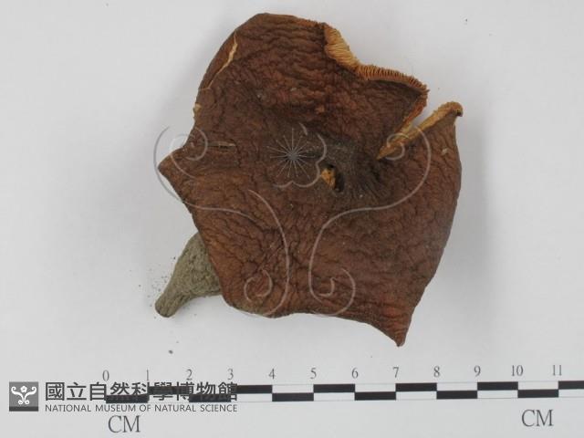 登錄號:F0013185藏品圖，第1張