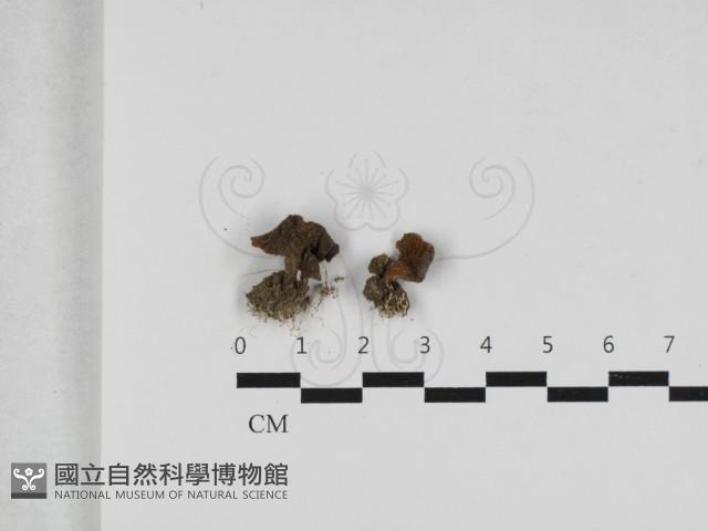 登錄號:F0033185藏品圖，第1張