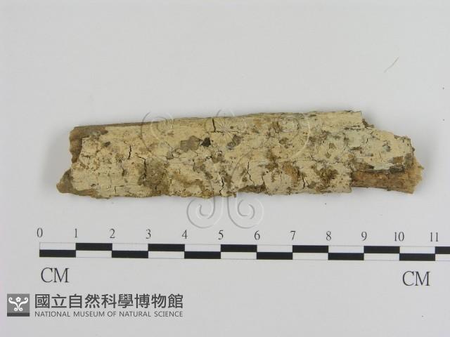冇骨消絲齒菌藏品圖，第1張