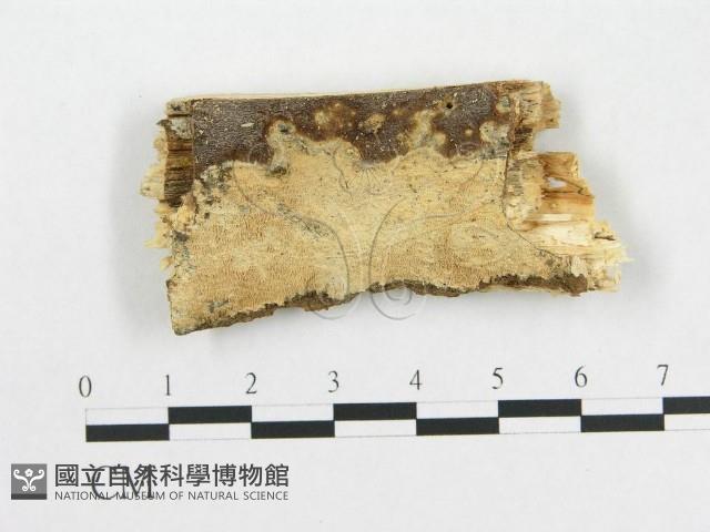 登錄號:F0000085藏品圖，第1張