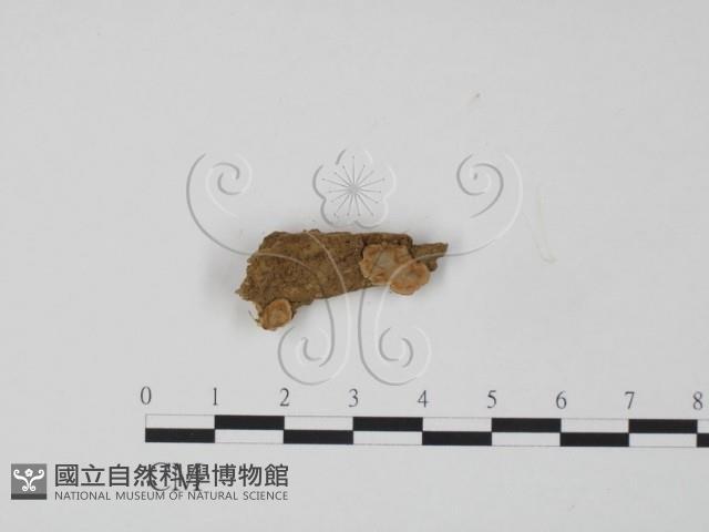 韌革菌屬藏品圖，第1張