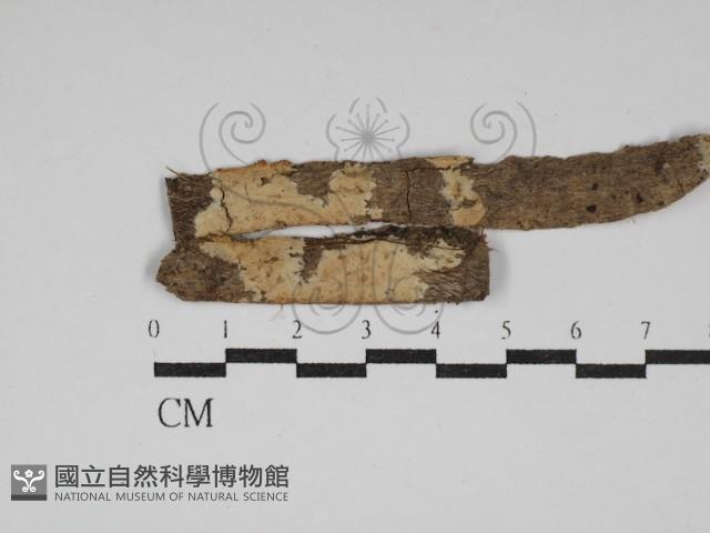 柱擔菌屬藏品圖，第1張