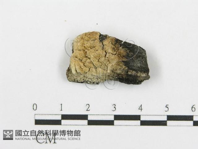 登錄號:F0006085藏品圖，第1張