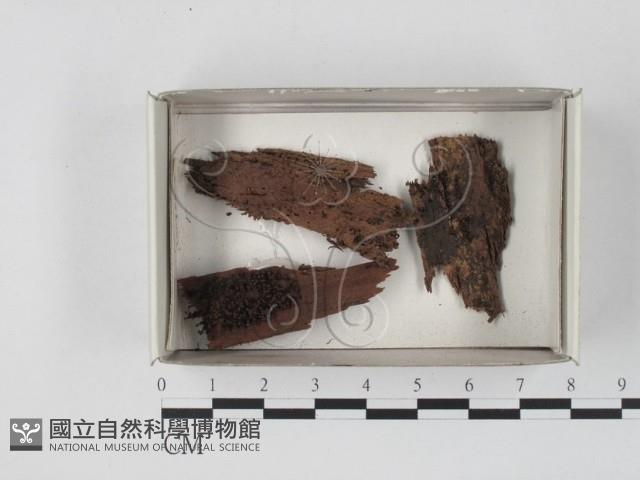 登錄號:F0021085藏品圖，第1張