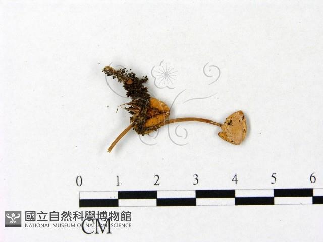 登錄號:F0001085藏品圖，第1張