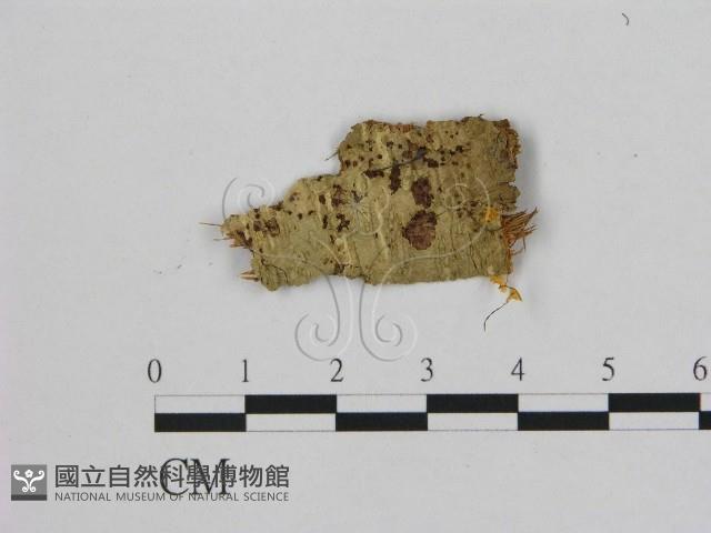 小皮傘屬藏品圖，第1張