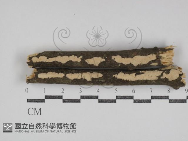 盤革菌屬藏品圖，第1張