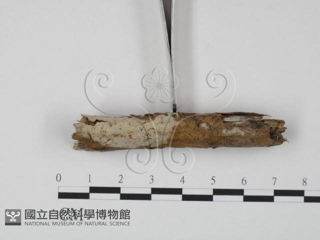 登錄號:F0004085藏品圖，第1張