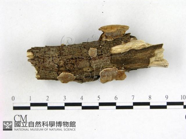 登錄號:F0022085藏品圖，第1張