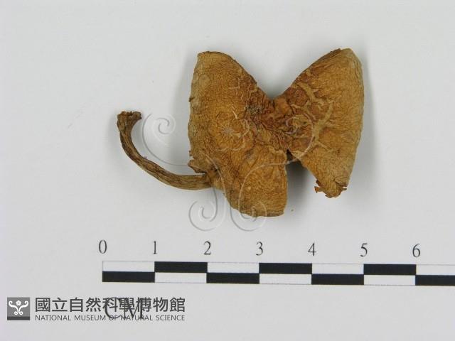 登錄號:F0002085藏品圖，第1張