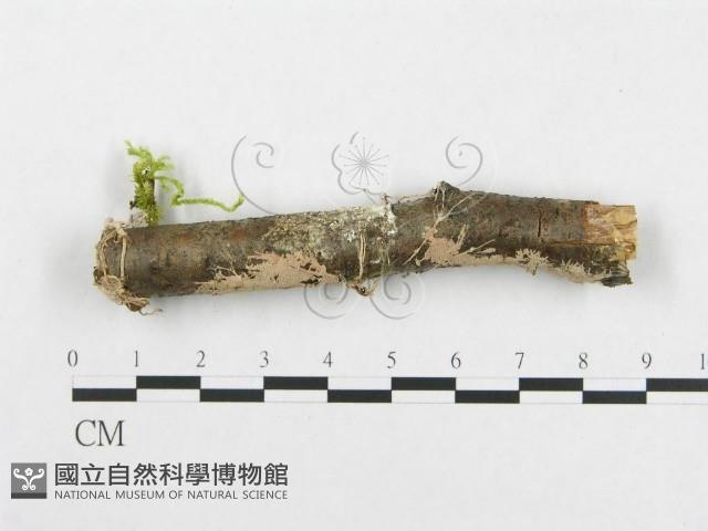 登錄號:F0012085藏品圖，第1張