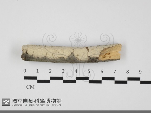 登錄號:F0032085藏品圖，第1張