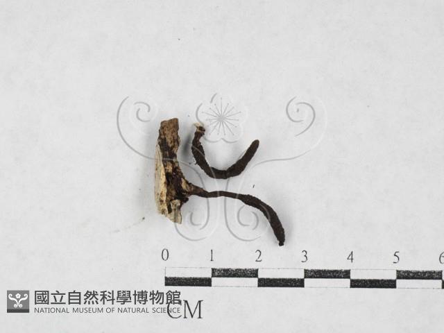 登錄號:F0027085藏品圖，第1張