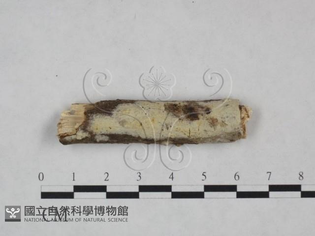 Accession Number:F0025085 Collection Image, Figure 1, Total 3 Figures