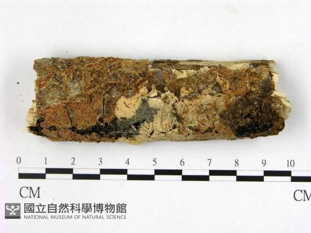 登錄號:F0005085藏品圖，第1張