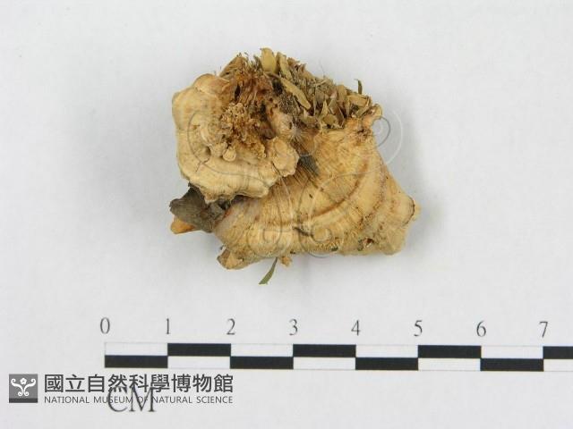 登錄號:F0015085藏品圖，第1張