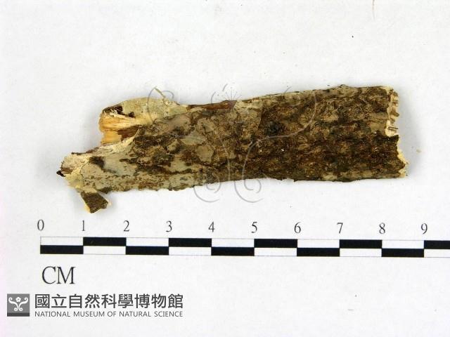 登錄號:F0009085藏品圖，第1張