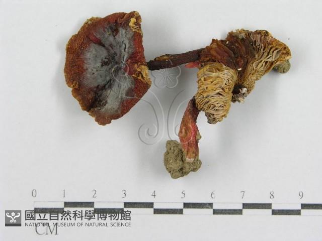 紅菇屬藏品圖，第1張